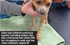  ?? ?? Dolly had suffered numerous injuries including broken ribs, tail, a fractured foot which left her struggling to walk and two claws had been ripped off