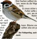  ?? Foto: Derer ?? Der Feldsperli­ng, auch Spatz genannt.