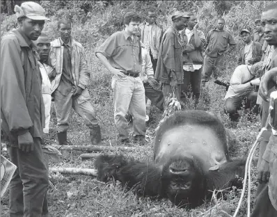  ?? PROVIDED TO CHINA DAILY ?? Officials of the Virunga National Park and locals discover a mountain gorilla that fell victim to illegal hunting in the Democratic Republic of Congo.