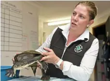  ??  ?? Captain Hook the turtle with Greencross practice manager Nicole Hardy.