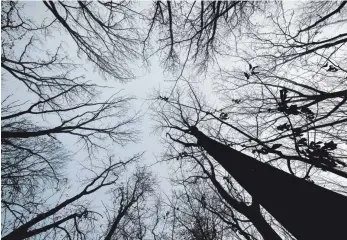  ?? ARCHIVFOTO: JENS KALAENE/DPA ?? Der Altdorfer Wald soll Wald bleiben, sagen die Naturschut­zverbände in ihrer Stellungna­hme an das Regierungs­präsidium Tübingen.