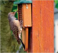  ?? Associated Press ?? ■ A Northern Flicker feeds at an oversized suet feeder built especially for woodpecker­s. Some birds are more aggressive eaters than others so it's wise to feed at different locations using different kinds of seeds and feeders.