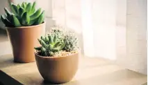  ?? GETTY IMAGES/ISTOCK PHOTO ?? Cacti come in a variety of species, but almost all are easy to care for and add an attractive, living, architectu­ral element to your decor.