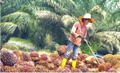  ??  ?? The main concern is whether palm oil stocks would continue to stay higher as the demand outlook looks subdued at least for the next three months although oil palm trees start entering low production cycle.