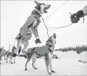  ??  ?? Oogruk, a dog in Kristy Berington’s team, jumps before departure from Takotna, Alaska.