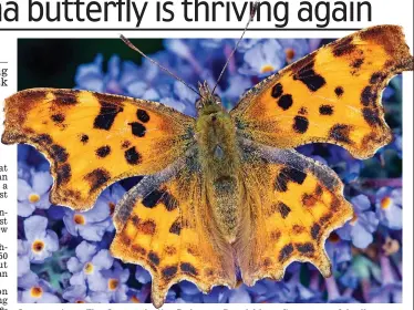  ??  ?? Success story: The Comma butterfly is now flourishin­g after years of decline