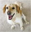  ?? COURTESY PHOTO ?? Sugar, the golden lab mix once known as the ‘ghost dog’ who roamed the Navajo Nation, is now happily settled in a loving home in southern Colorado.