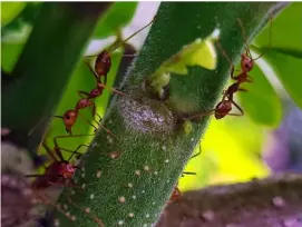  ?? POND NEWS ASIA ?? WEAVER ants make this moringa tree their own territory — a proof of cleaner and healthier environmen­t for plants, animals and insects in Antipolo, Rizal.