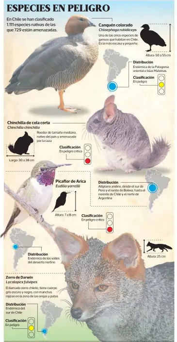  ??  ?? Largo: 30 a 38 cm
Altura: 7 a 8 cm Endémico de los valles del desierto nortino El llamado zorro chilote, tiene cuerpo gris oscuro y negro, con manchas rojizas en la zona de las orejas y patas
Endémico del sur de Chile
En peligro Roedor de tamaño...