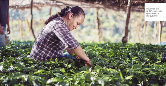  ??  ?? Nestlé es una de las empresas que apoyan a agricultor­es