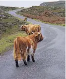  ??  ?? MOO-VE OVER ■Highland cattle on road