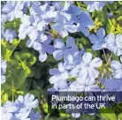  ??  ?? Plumbago can thrive in parts of the UK