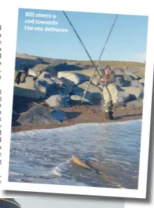  ??  ?? Bill steers a cod towards the sea defences