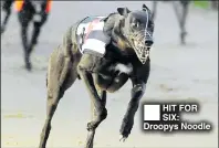  ??  ?? HIT FOR SIX: Droopys Noodle