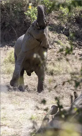  ??  ?? One of the younger elephants walks to the watering hole.