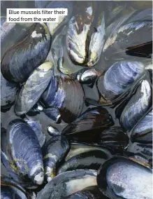  ?? ?? Blue mussels filter their food from the water