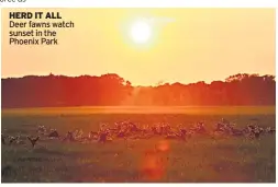  ??  ?? HERD IT ALL Deer fawns watch sunset in the Phoenix Park