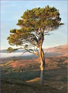  ??  ?? The lower branches of old Scots Pine trees die off leaving a bare trunk with the upper branches forming a flat crown.