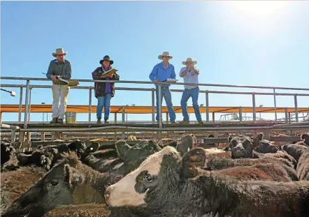  ?? PHOTO: CONTRIBUTE­D ?? CATTLE SALE: PJH Livestock team members Cameron Finemore and Steve Goodhew sell a pen of angus steers at Roma from CJ Bishop, of Binbinette, Wallumbill­a. The steers sold to 299c/kg, reaching a top of $868 to average $805.