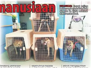  ??  ?? DIKASIKAN: Empat anjing betina yang berjaya ditangkap, dihantar ke klinik veterinar di Miri untuk dikasi.