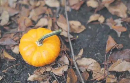  ?? Photos by Amy Brothers, The Denver Post ?? The orange pumpkins you see everywhere aren’t always good for cooking.