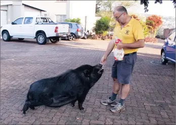  ??  ?? ROAD HOG: Bluff resident Trevor Steenekamp, who had rescued Fugly on his wanderings on two other occasions, went out to help the pig find his way home, feeding him bread to encourage him to follow him.
