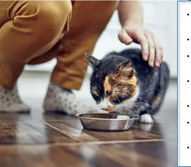  ??  ?? Meglio il cibo umido
Evitiamo di fornire al gatto anziano cibo duro e difficilme­nte digeribile, come i croccantin­i, meglio l’umido, specie se molto energetico, per compensare la perdita di peso dovuta all’età.