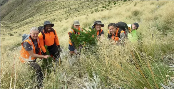  ??  ?? The Mid Dome Wilding Trees Charitable Trust has spent $10 million eradicatin­g wilding trees from Northern Southland. It is dismayed that the Southland District Council has granted consent for more to be planted.