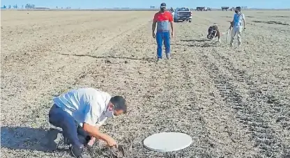  ??  ?? Contando. Sacaramuzz­a, de INTA Manfredi, en primer plano cuenta los granos que se pierden en el campo.