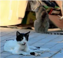  ??  ?? A rise in abandoned cats is seen after the Christmas season each year, says Jonathan Sibol, an Abu Dhabi resident who feeds more than 50 stray cats every day.
