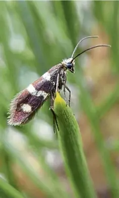  ?? ?? BUG’S LIFE: Conservati­onists said it was a “red flag”.