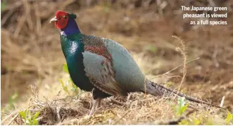  ??  ?? The Japanese green pheasant is viewed
as a full species