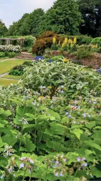  ??  ?? FORMAL FRAMEWORK (clockwise from top left) Iris ensata and yellow mimulus flourish in the East Rill; the Great Plat, with Clematis heracleifo­lia in the foreground and pergola beyond; silver-leaved stachys and lavender line the Dutch Garden; a fountain...