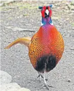  ??  ?? A handsome cock pheasant photograph­ed by a regular reader.