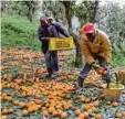  ?? Foto: Franco Cufari, dpa ?? Afrikanisc­he Arbeiter ernten Orangen in Italien.