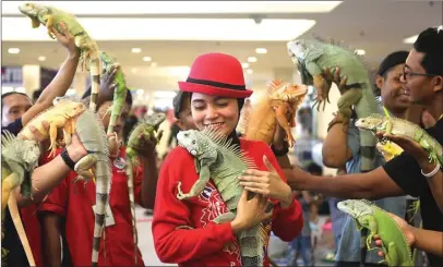  ?? GHOFUUR EKA / JAWA POS ?? HEWAN JINAK: Sejumlah peserta memamerkan iguana jagoannya dalam Animal Reptile Festival yang digelar di PTC kemarin. Pemenang kontes ini akan diumumkan hari ini.