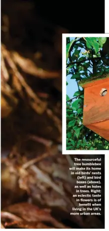  ??  ?? The resourcefu­l tree bumblebee will make its home in old birds’ nests (left) and bird boxes (above), as well as holes in trees. Right: an eclectic taste in flowers is of benefit when living in the UK’s more urban areas.