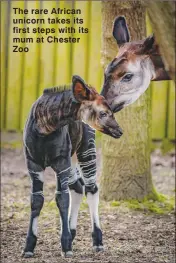  ??  ?? The rare African unicorn takes its first steps with its mum at Chester Zoo