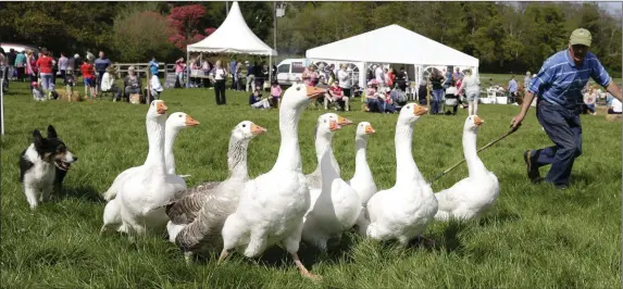  ??  ?? Donie Anderson demonstrat­ing geese herding with his dog Jess at the Ashford Fair at the Bel-Air Estate.