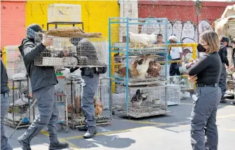  ?? OMAR FLORES ?? La Agencia y la brigada de vigilancia animal resguardar­on aves y mascotas