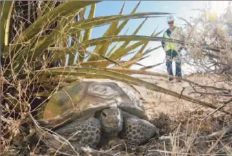 ?? Photograph­s by Mark Boster
Los Angeles Times ?? BIOLOGIST LARRY LAPRE keeps his distance from a desert tortoise outside the gates of the BrightSour­ce Ivanpah solar constructi­on site. Efforts to protect the animals have cost the firm $56 million.
