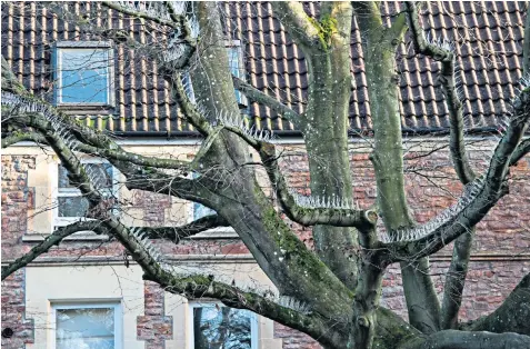  ??  ?? Trees which overhang the parking area outside homes in Clifton, Bristol