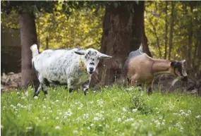  ??  ?? Nigerian Dwarf Goats originated in West Africa and resemble petite versions of large dairy goat breeds.