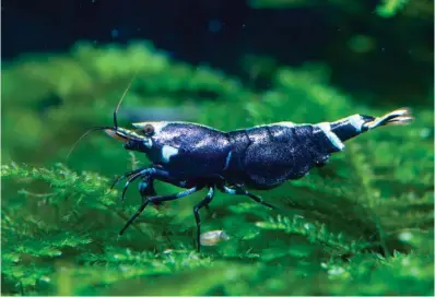  ??  ?? The Caridina shrimps are the only ones that would require a chiller in Singapore as they require an environmen­t temperatur­e of 22 – 26 deg C.