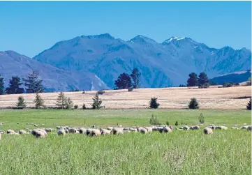  ?? ?? OPEN DOOR: New Zealand will have more access to the UK market for lamb exports.