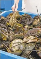  ?? JACKSON/BALTIMORE SUN JERRY ?? A commercial fisherman stands next to horseshoe crabs waiting to be returned to an area off the coast of Ocean City.