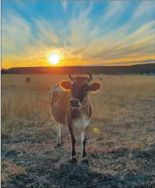  ??  ?? Belinda Kruck from Warwick, Queensland, Australia, took this shot on an afternoon walk. She said: ‘I was hoping to capture an image of the sunset colours against the foreground of our dry country. The cow was a bonus!’