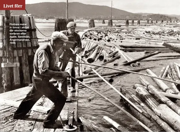  ??  ?? Flottare matar in timret i skiljet där stockarna sorteras efter ägare. Sandslån, Ångermanäl­ven, 1949.