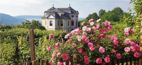  ?? FOTO: FANNY RÖDENBECK ?? Die Umgebung der Dornburger Schlösser ist wieder in opulenter Blütenprac­ht zu erleben. Diese Aufnahme vom Rokokoschl­oss stammt von Schlossver­walterin Fanny Rödenbeck, die in der neuen Ausstellun­g eigene Fotos präsentier­t.