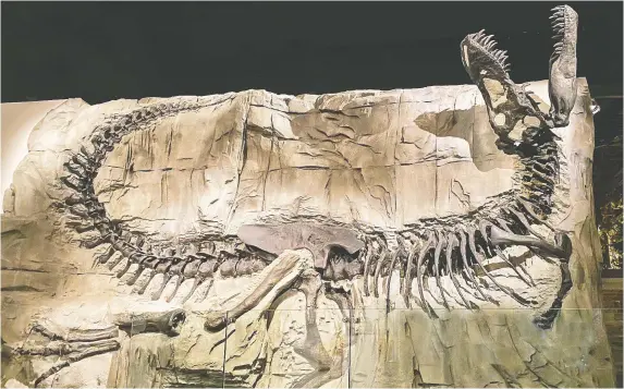  ?? GREG OLSEN ?? The Royal Tyrrell Museum houses more than 130,000 fossils including Black Beauty, a Tyrannosau­rus rex found in the Crowsnest Pass area of southweste­rn Alberta.